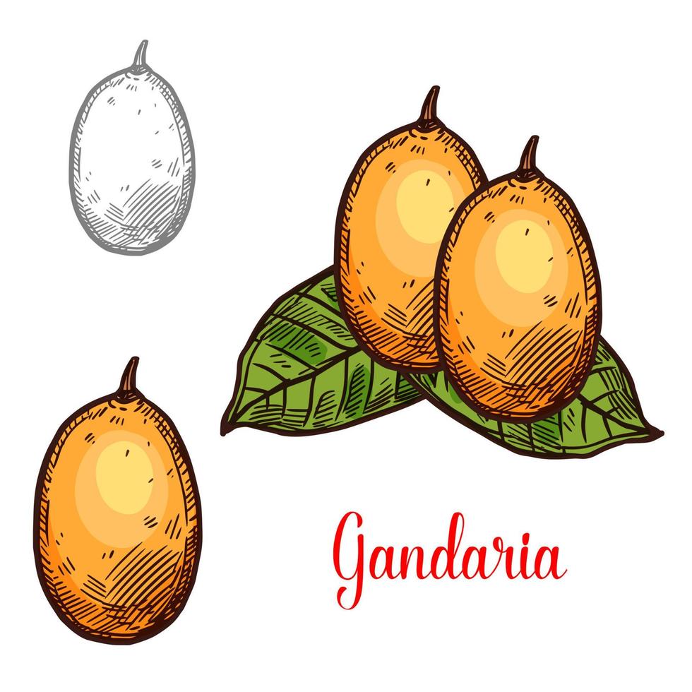 Gandaria vector sketch exotic fruit