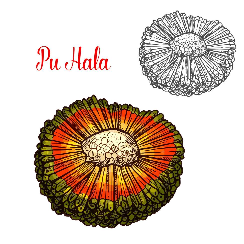 Exotic hala fruit sketch with orange husk vector