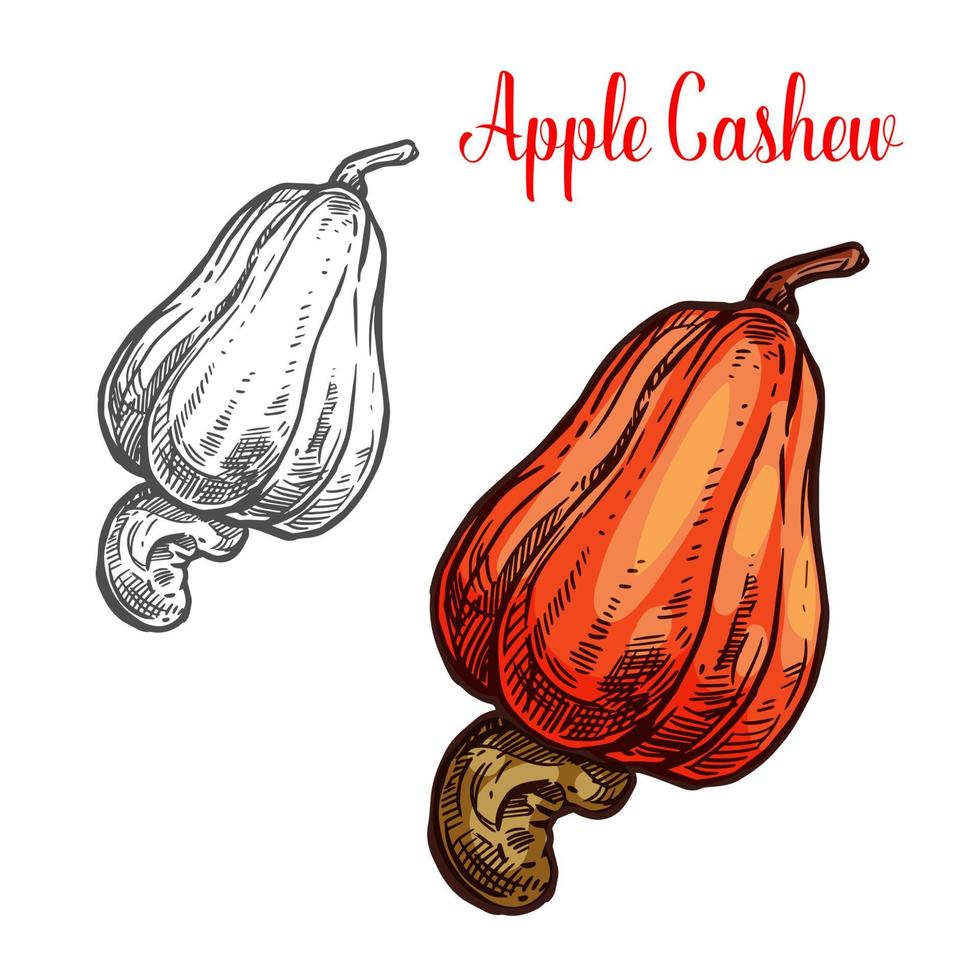 Apple cashew fruit with ripe nut sketch vector
