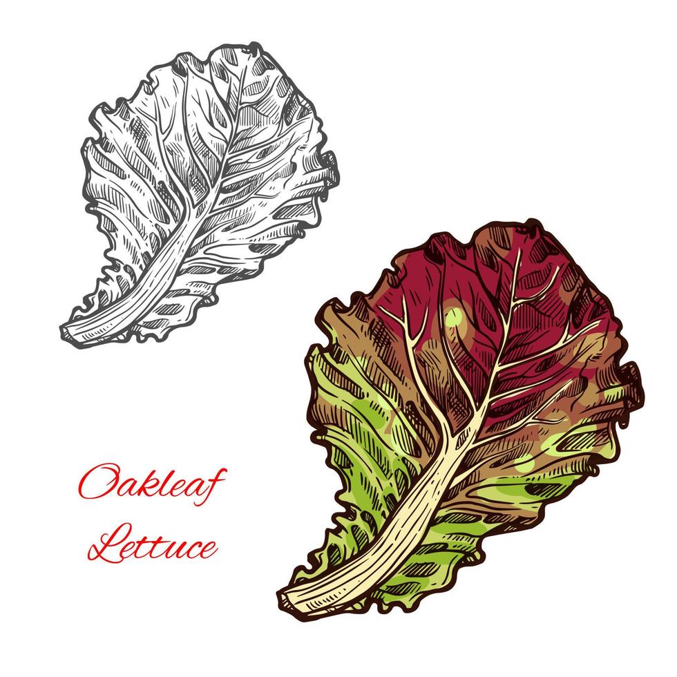 Oakleaf letuce vector