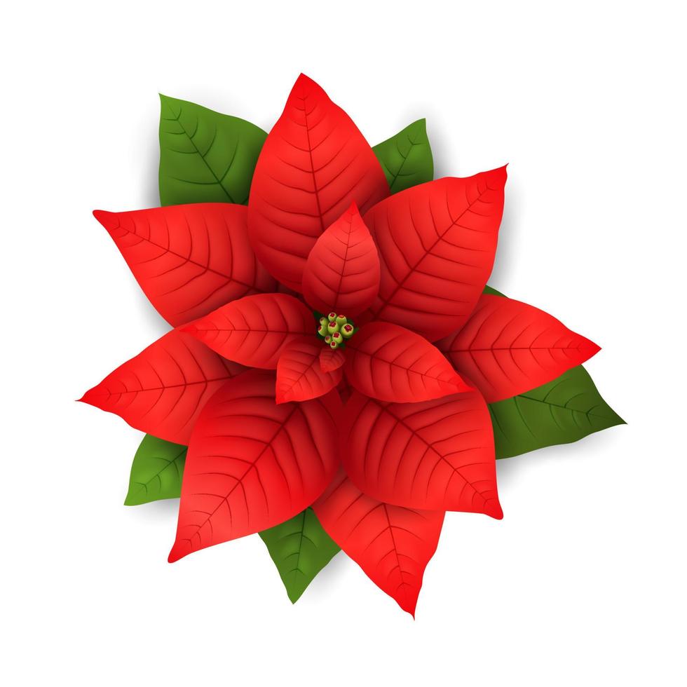 Poinsettia vector isolated Christmas flower