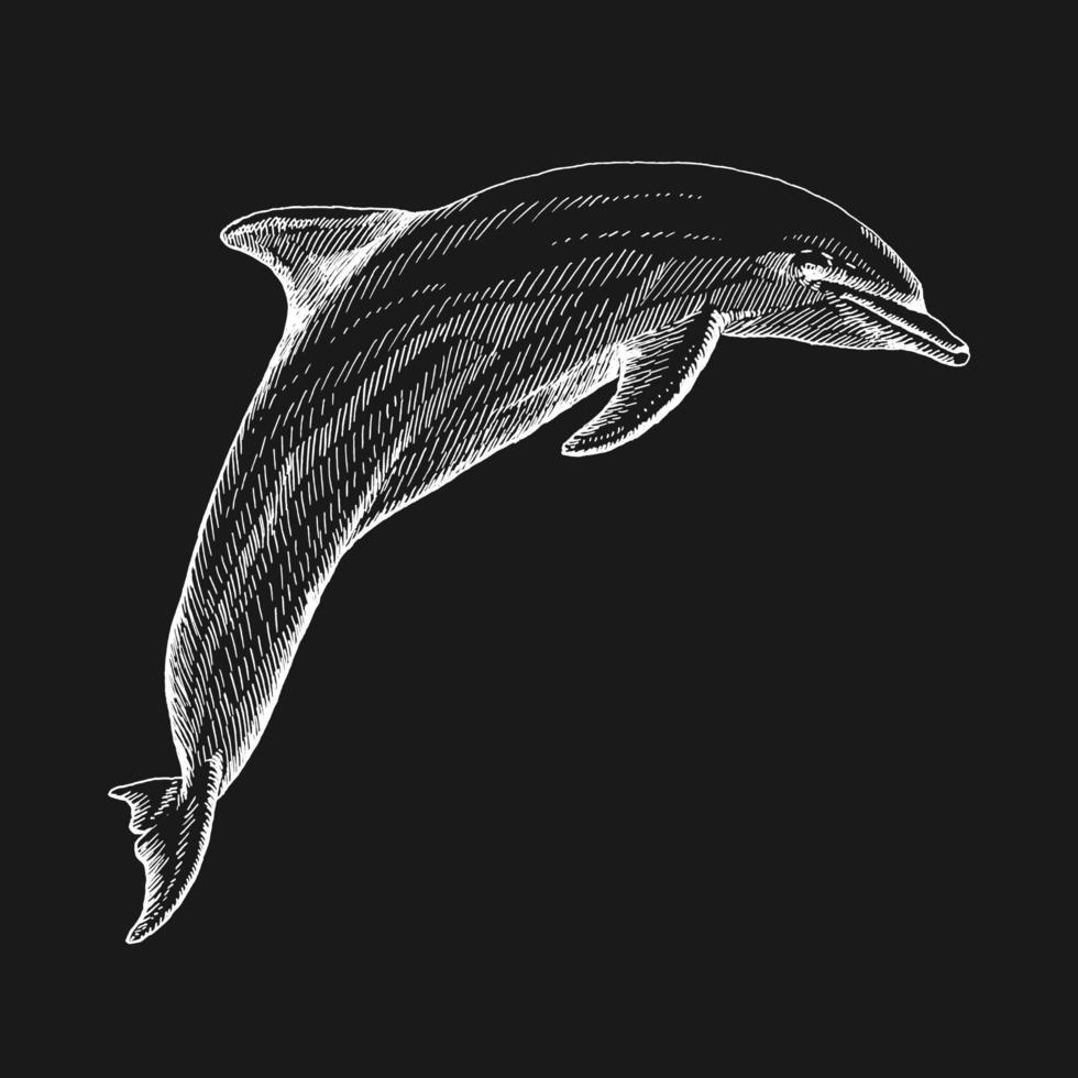 Hand drawn dolphin. Vector illustration in sketch style. Jumping dolphin