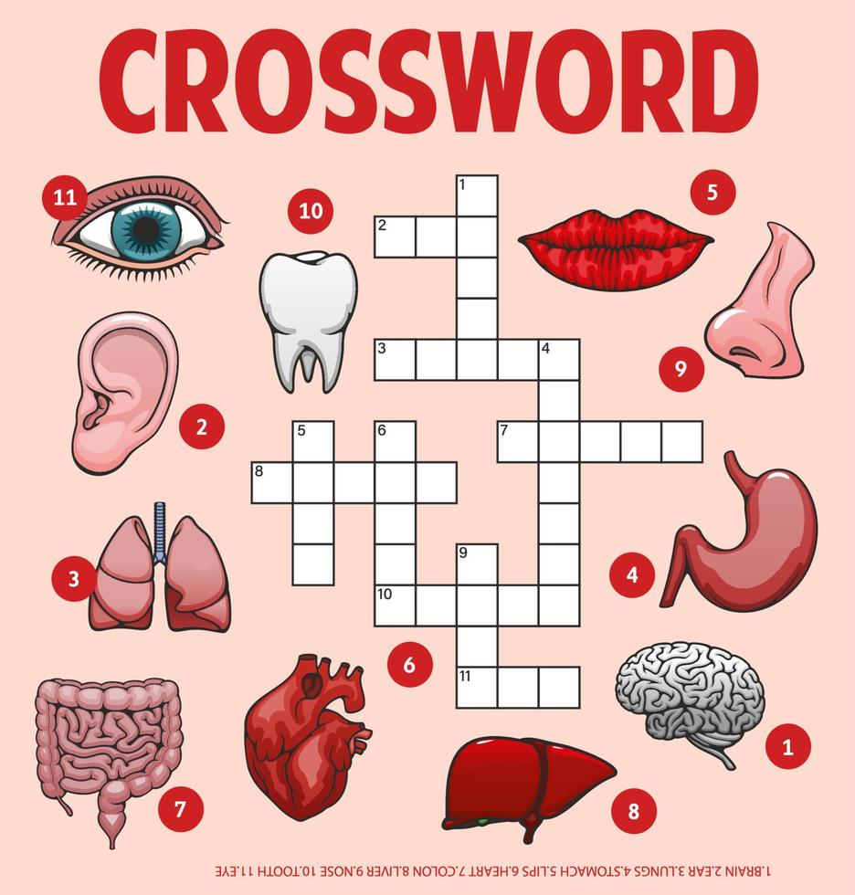 partes del cuerpo humano, órganos, hoja de trabajo de cuadrícula de crucigramas vector