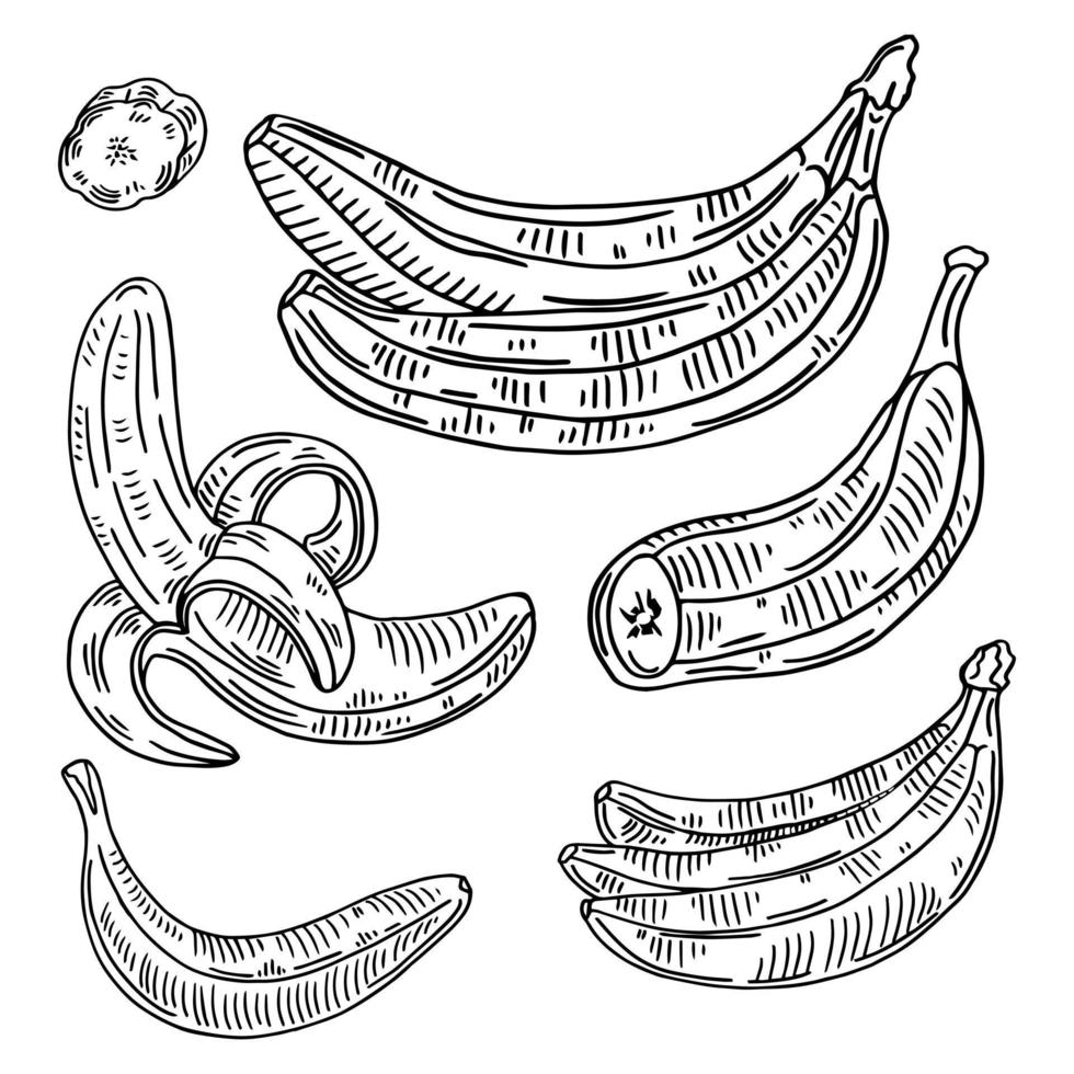 Banana set vector drawing. Isolated hand drawn bunch, peel banana and sliced pieces. Summer fruit engraved style illustration. Detailed vegetarian food. Great for label, poster, print