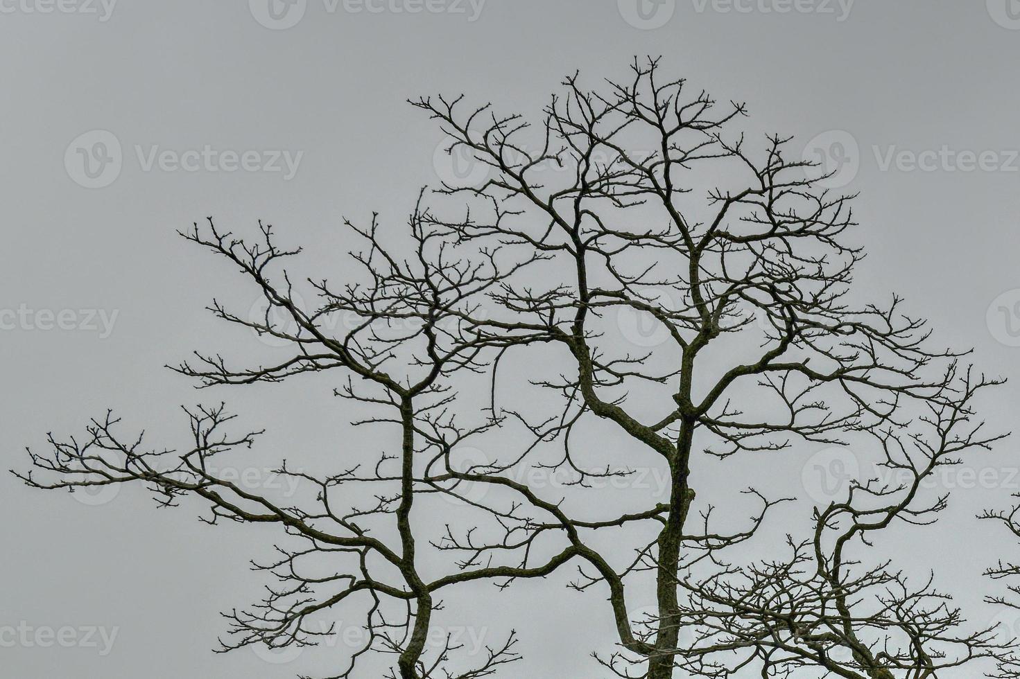 Fractal-like structure of tree branches against a dark sky. photo