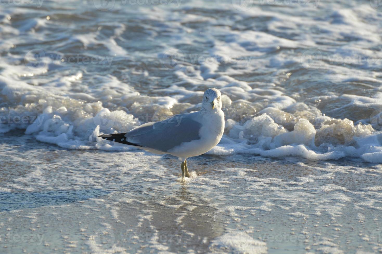 Seagull on the Beach photo