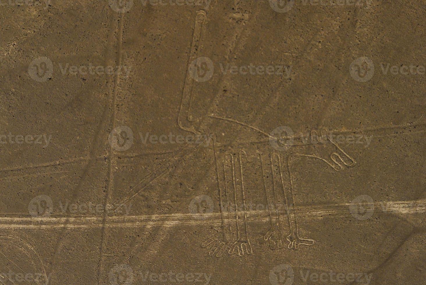 perro lineas de nazca foto