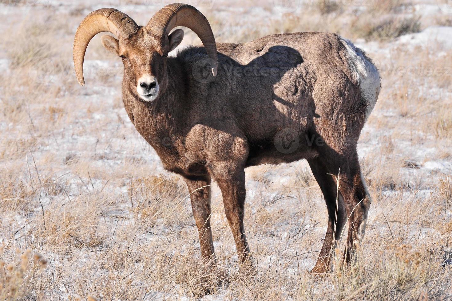 Bighorn Sheep in Wyoming photo