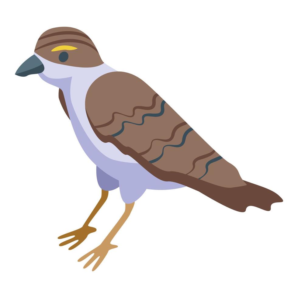 Small sparrow icon isometric vector. House bird vector