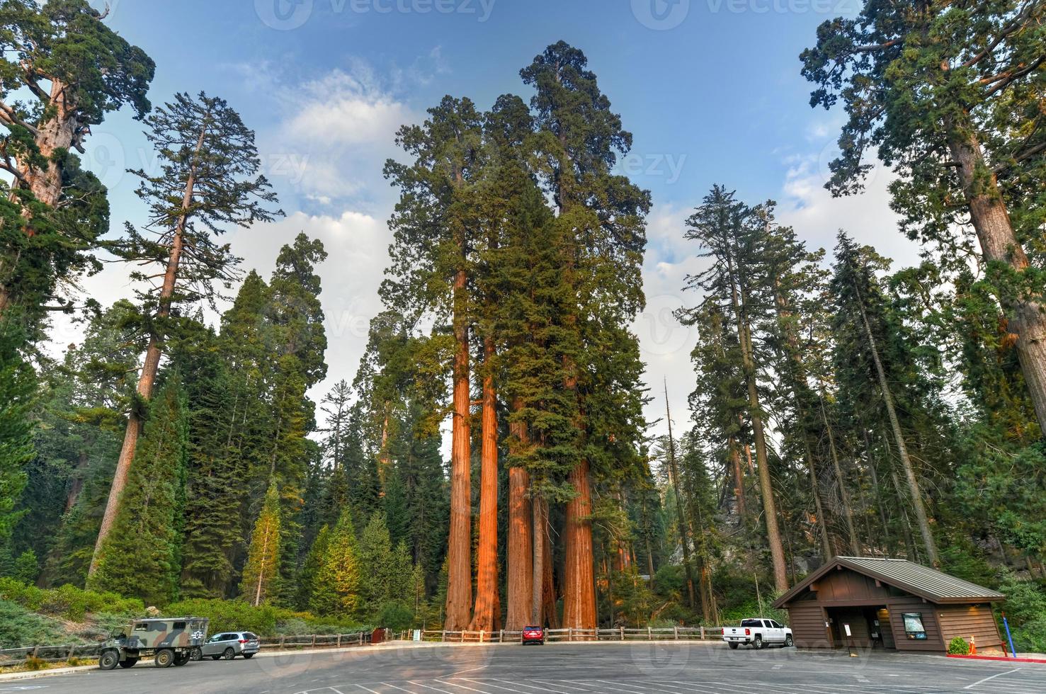 Sequoia Tree from General Grant Grove, a section of Kings Canyon National Park photo
