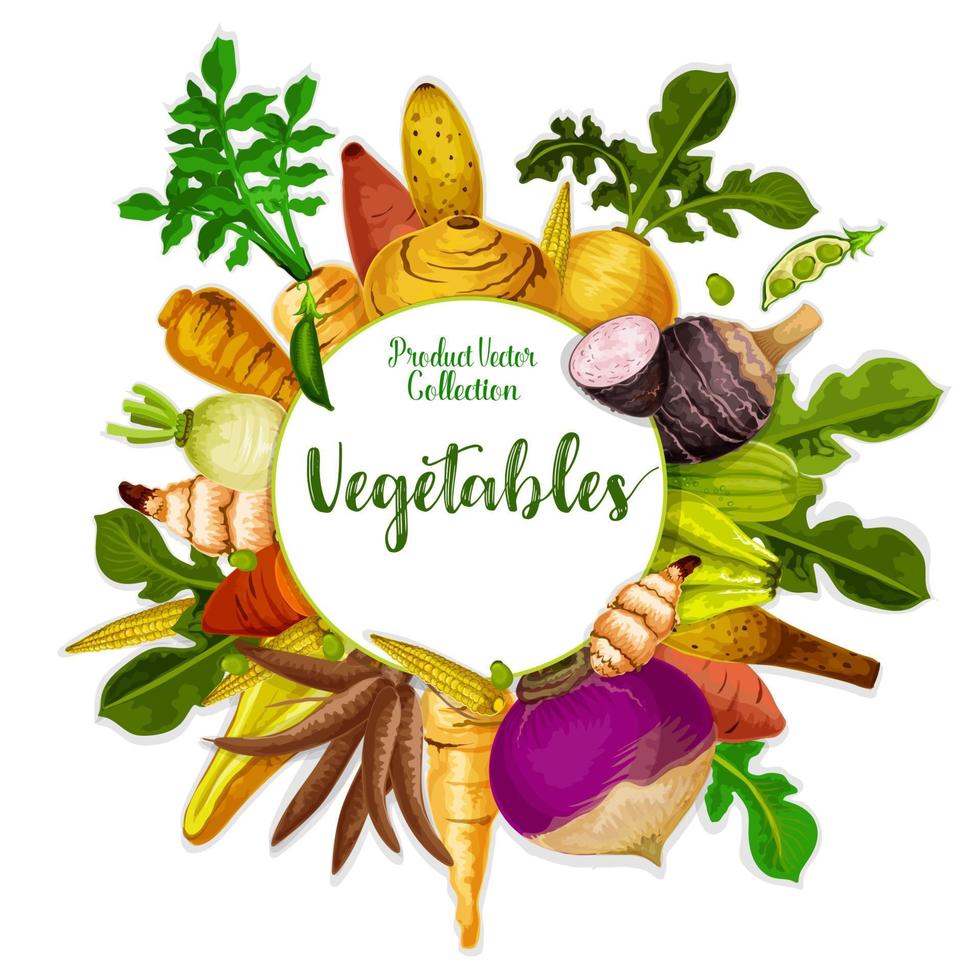 verduras y raíces de tubérculos vegetales, cosecha vector