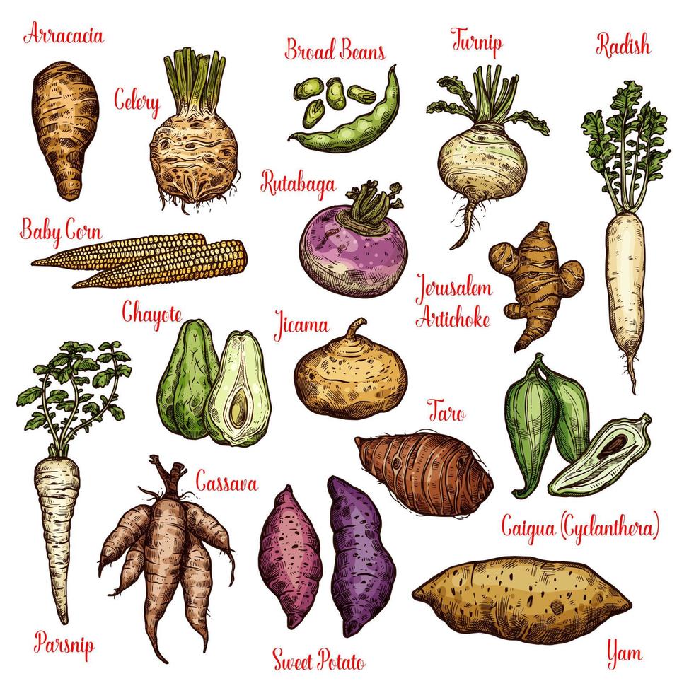 Exotic vegetables, beans and tubers sketches vector