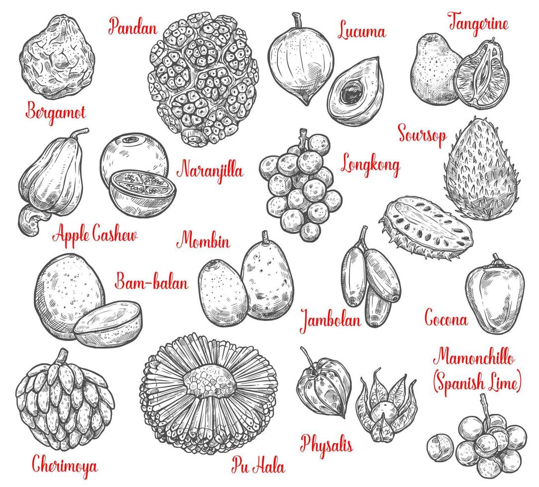 Exotic fruits and tropical berries vector