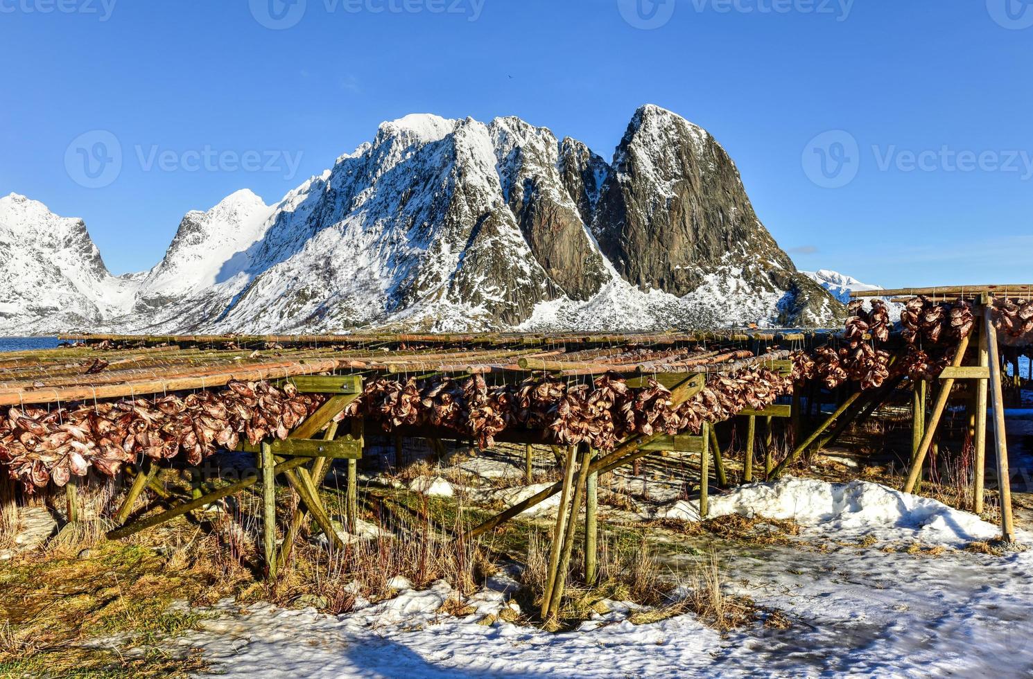 Stockfish hanging in the winter in Olenilsoya in Reine, Lofoten Islands, Norway. photo