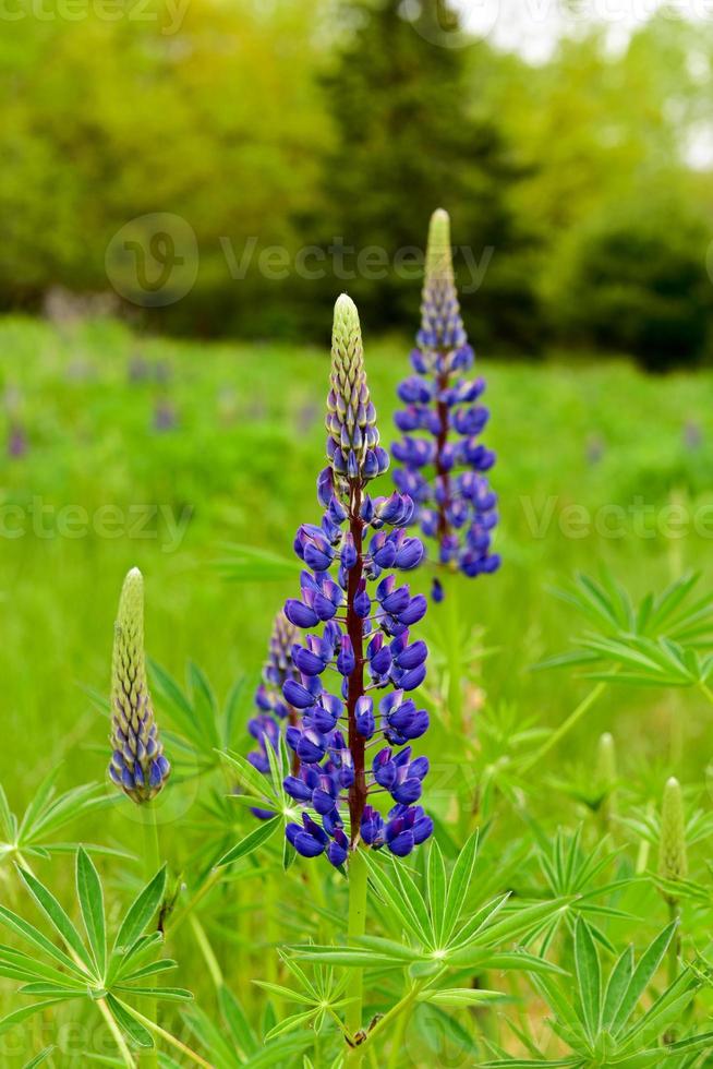 Fresh lupine close up blooming in spring. High lush purple lupine flowers, summer meadow in Maine. photo