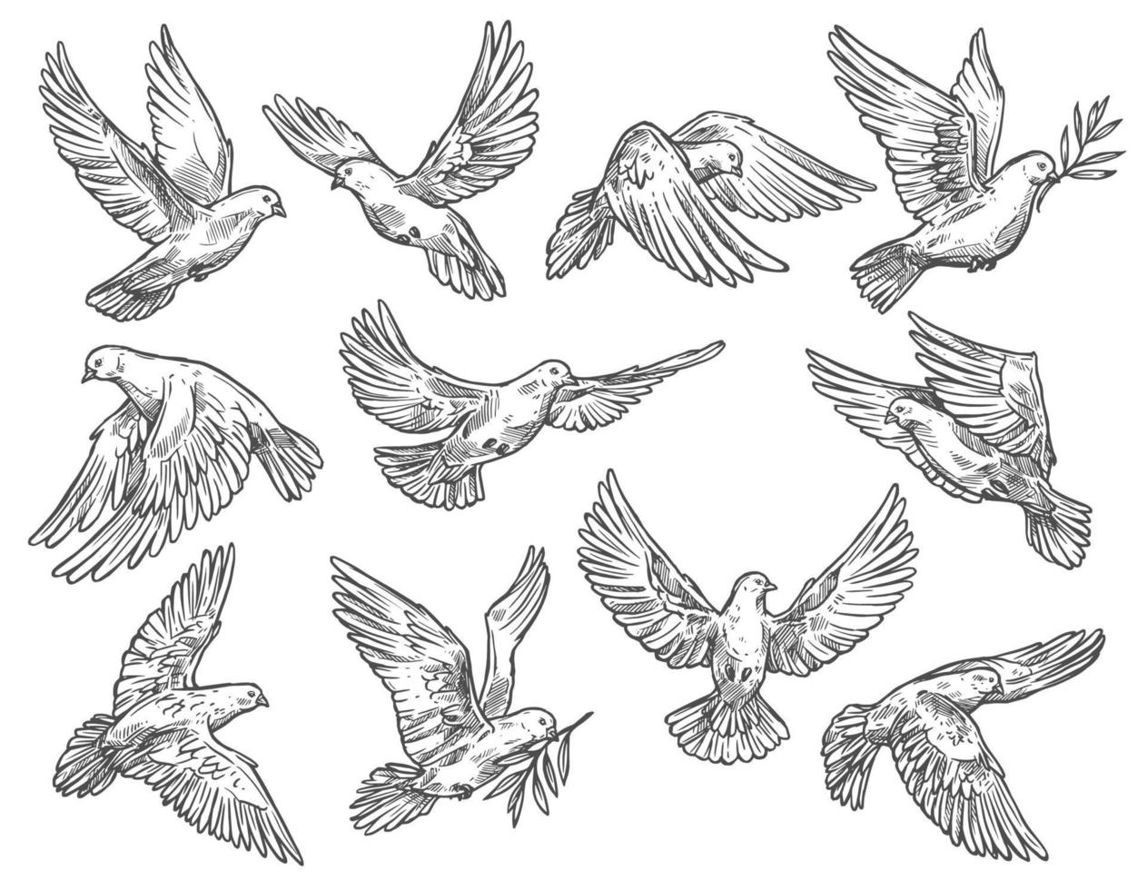 Pigeon flying with olive branch, vector sketch