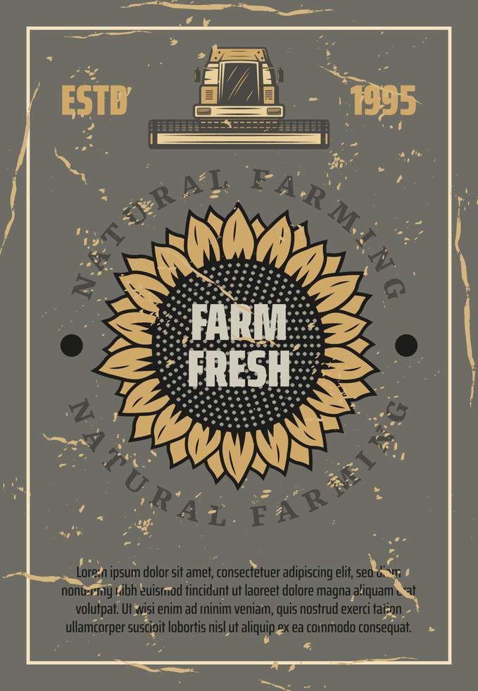 Farm retro poster. Vector sunflower and harvester