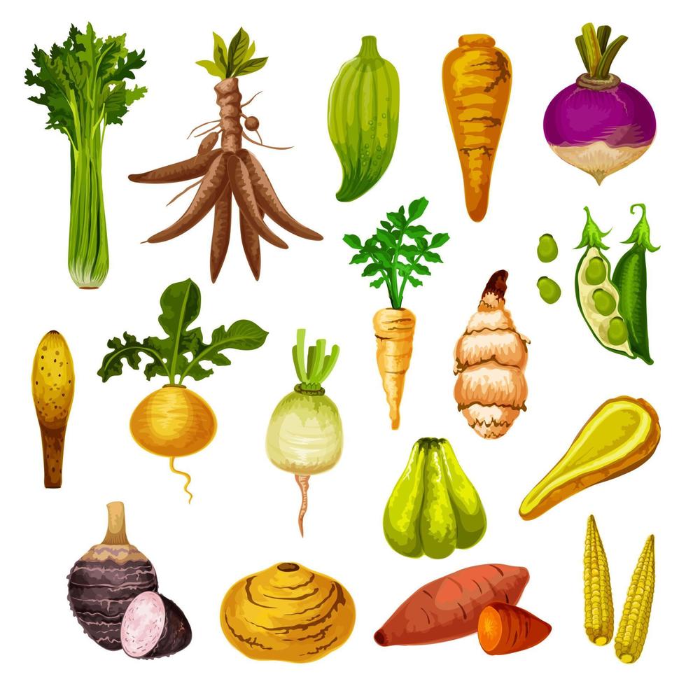 verduras y hortalizas de raíz exóticas, vector