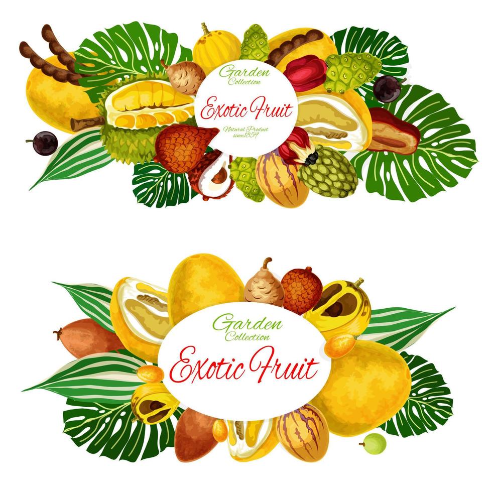 Exotic tropic fruits farm market harvest vector