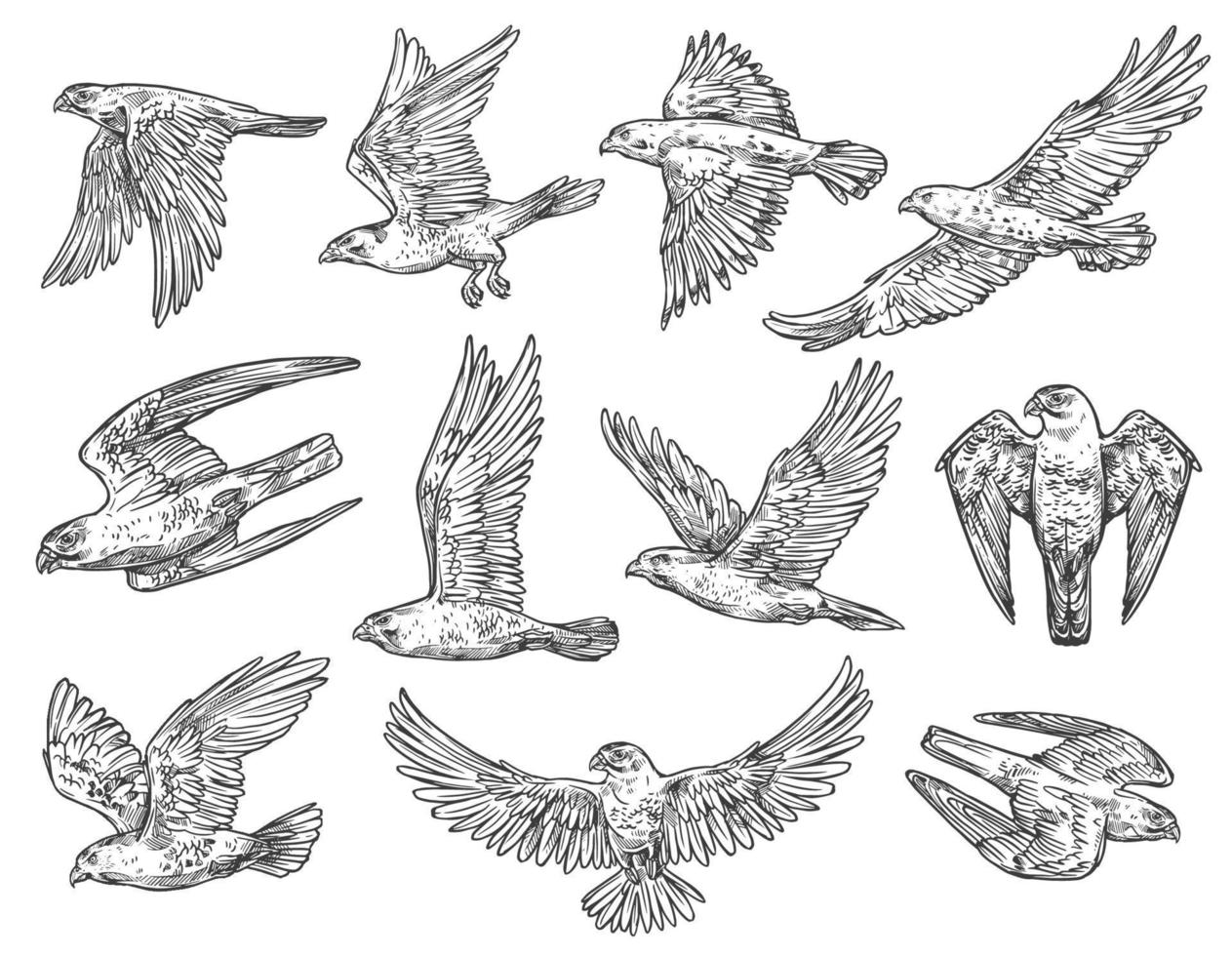 Birds of prey sketches. Eagle, falcon and hawk vector