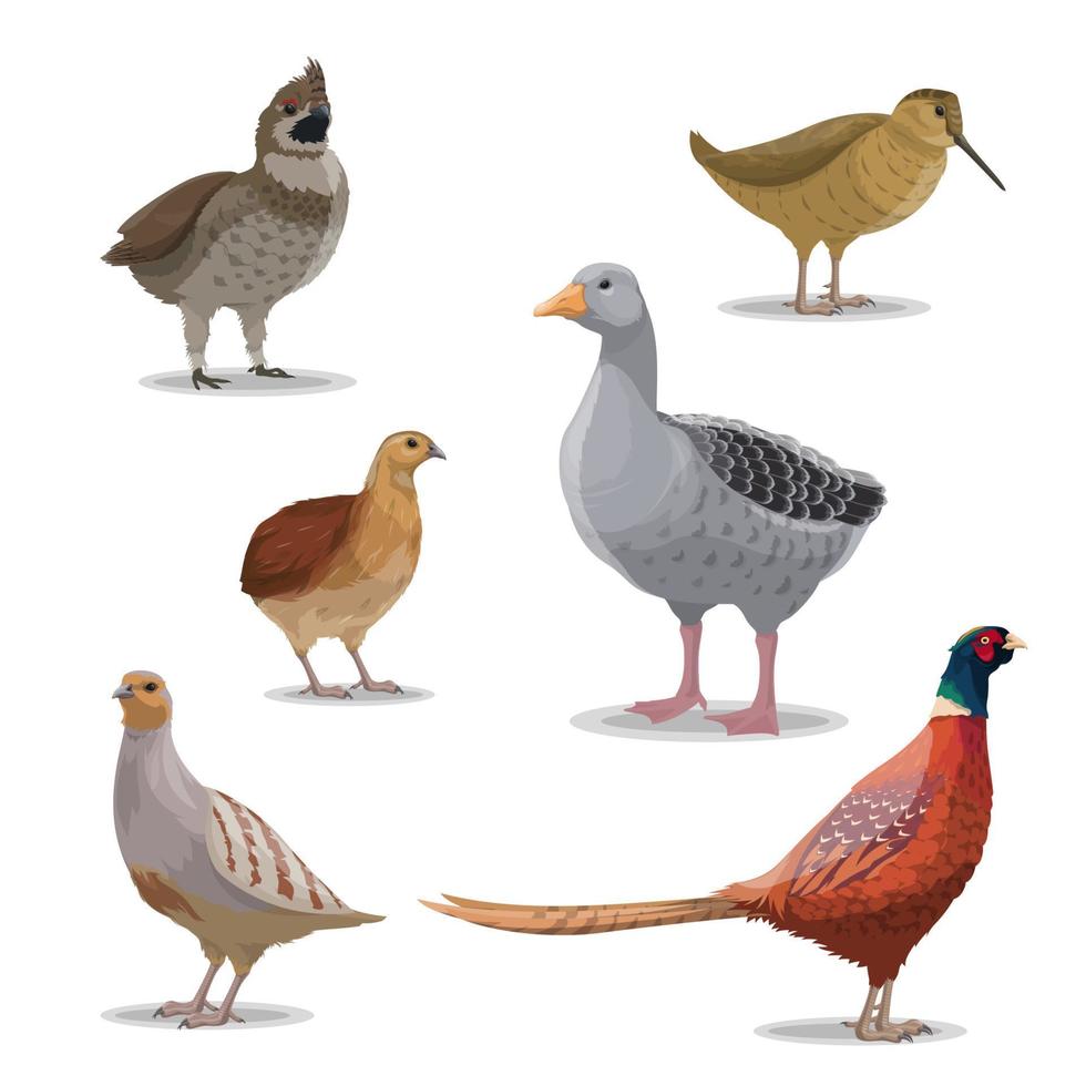 aves de caza aisladas, aves silvestres vectoriales vector