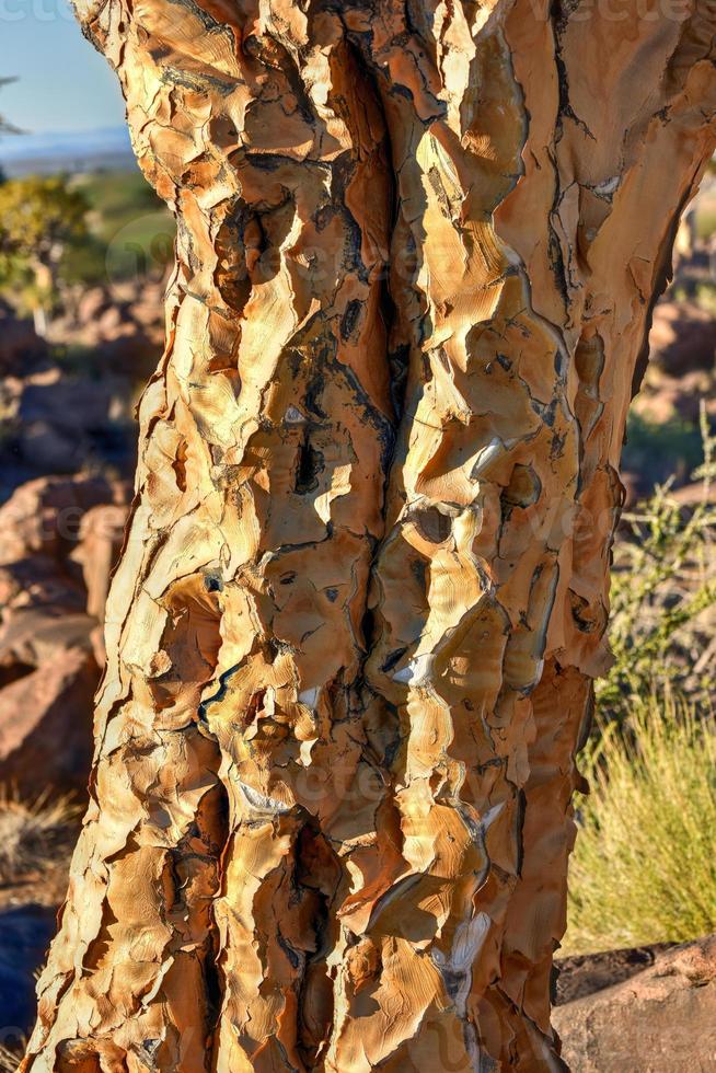Quiver Tree Forest - Nambia photo
