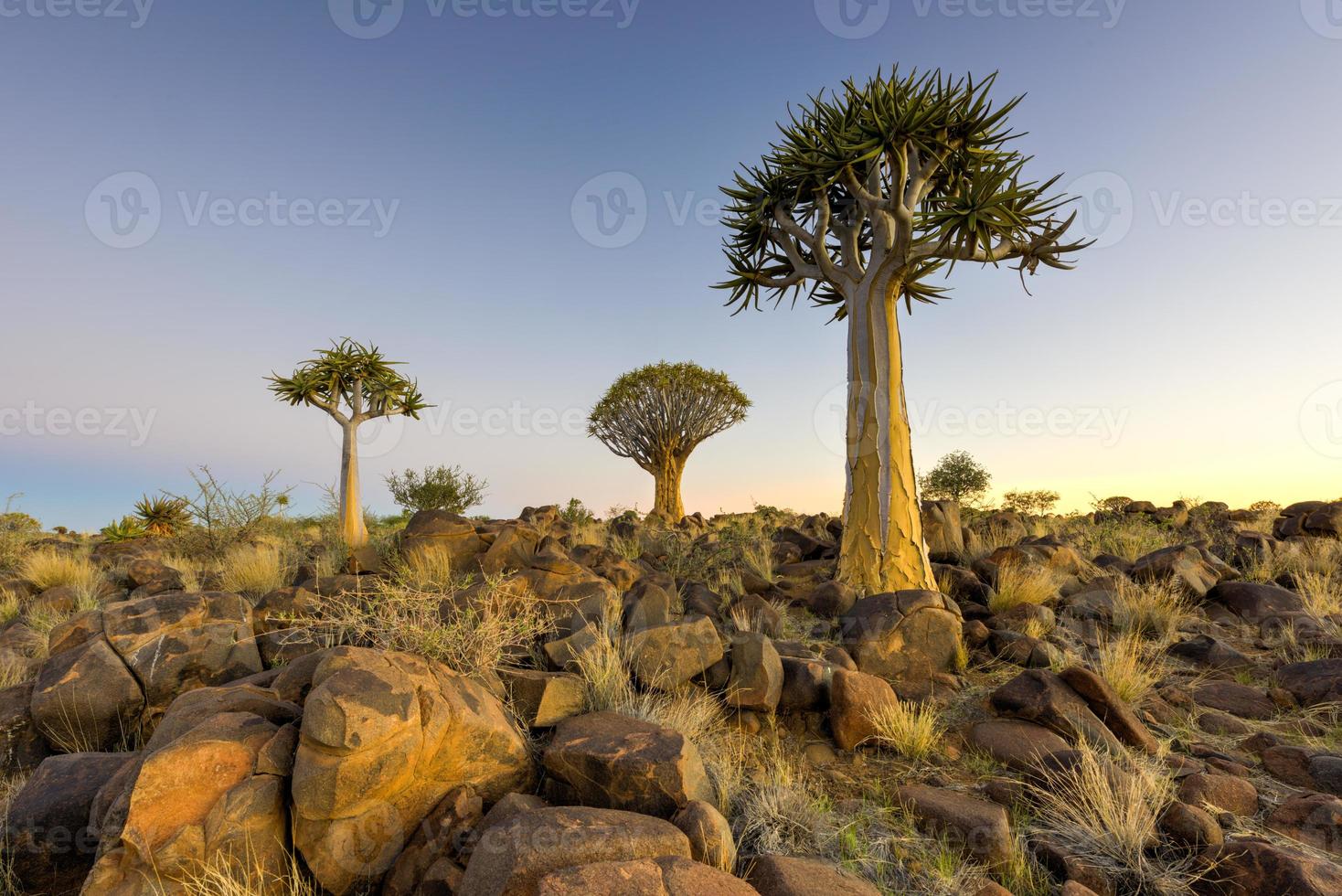 Quiver Tree Forest - Nambia photo