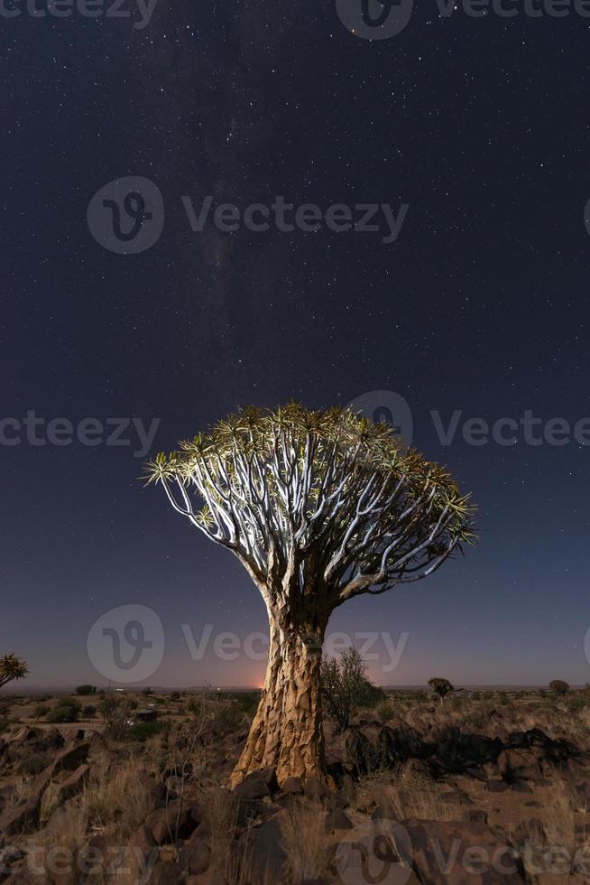 Quiver Tree Forest - Nambia photo
