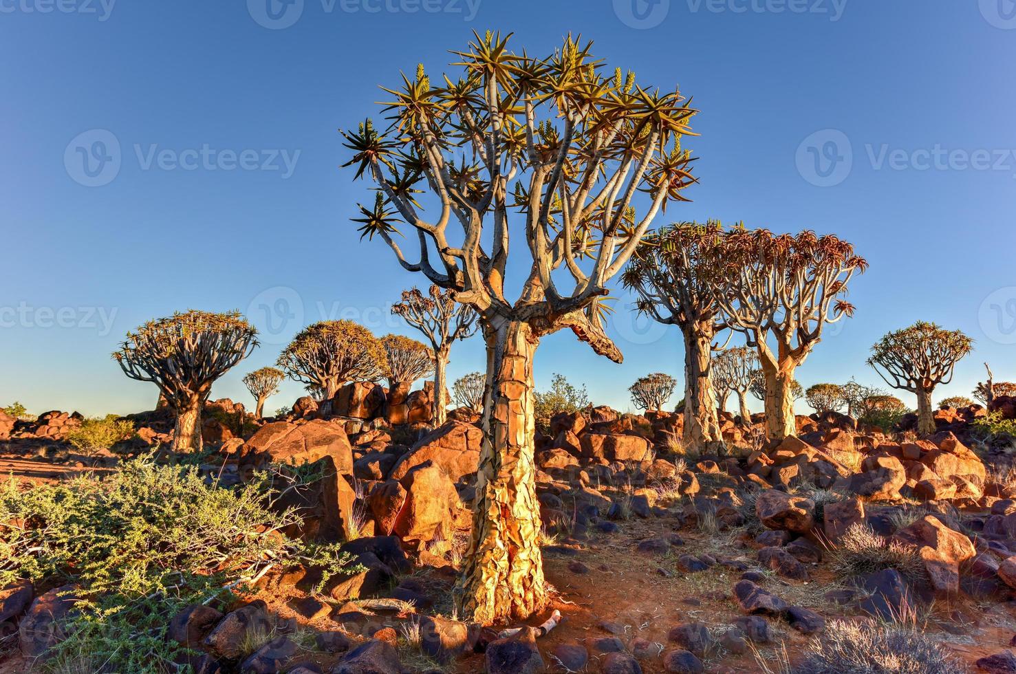 Quiver Tree Forest - Nambia photo