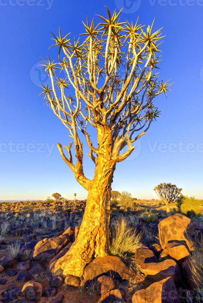 Quiver Tree Forest - Nambia photo