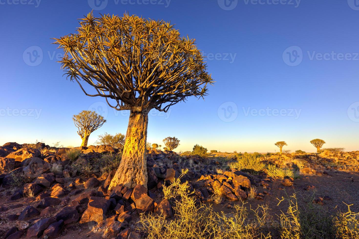 bosque de árboles carcaj - nambia foto