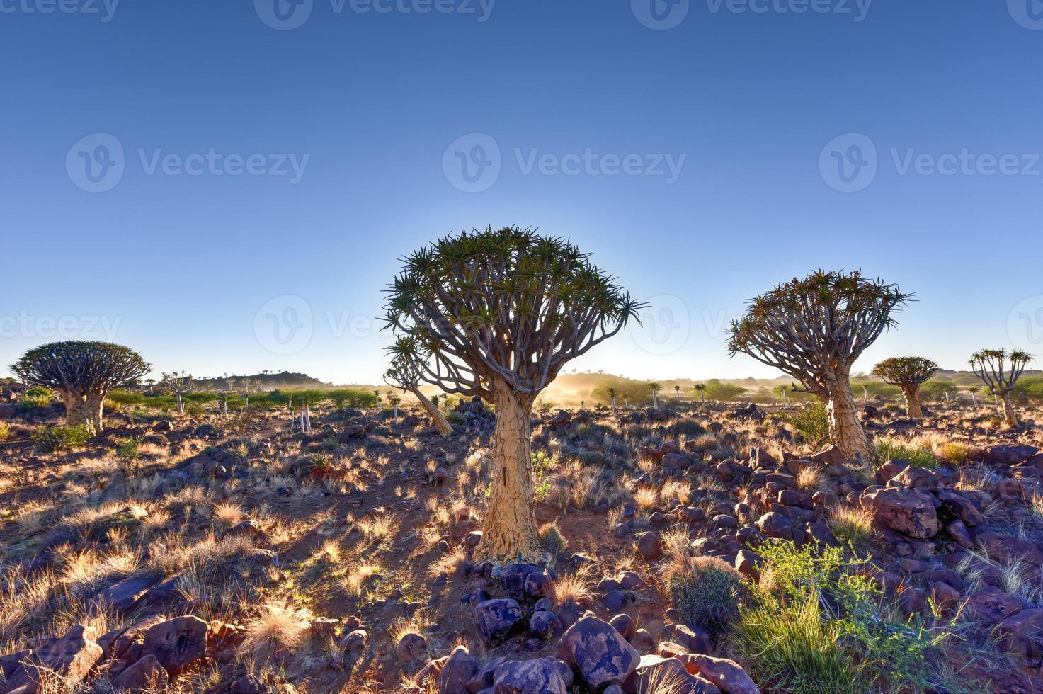 Quiver Tree Forest - Nambia photo