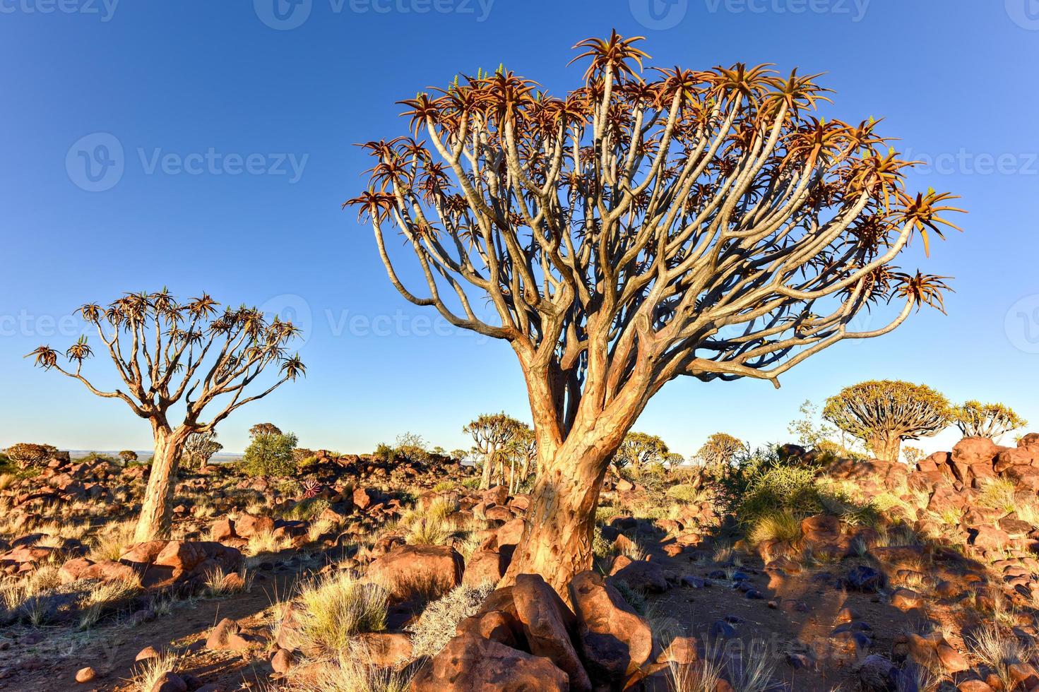 bosque de árboles carcaj - nambia foto