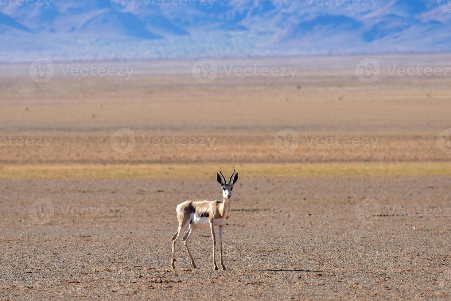 gacela y paisaje desértico - namibrand, namibia foto