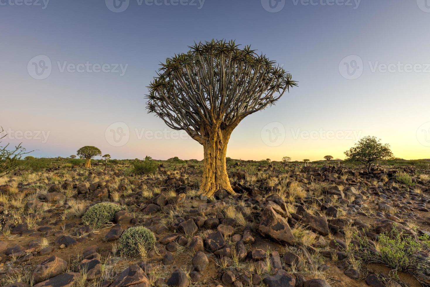 Quiver Tree Forest - Nambia photo