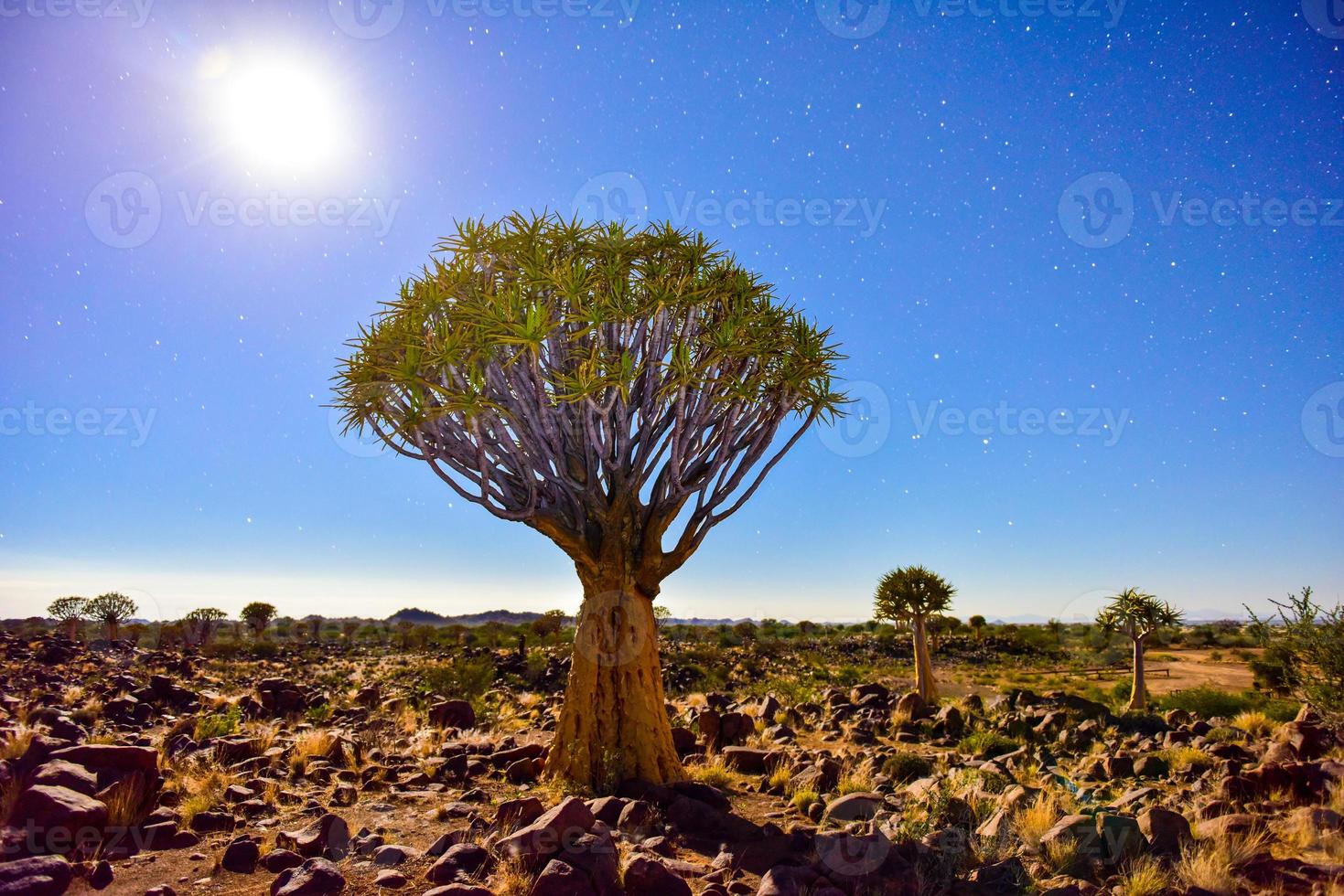 Quiver Tree Forest - Nambia photo