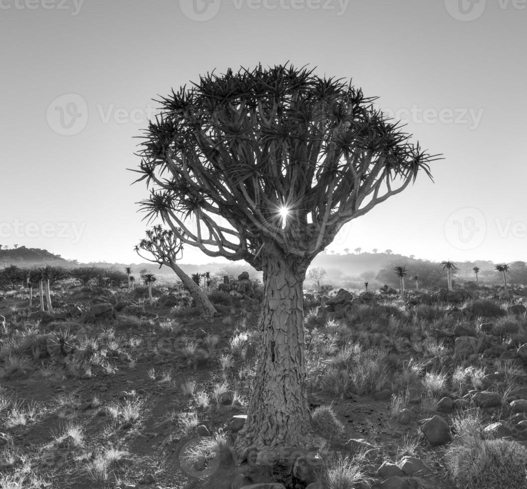 Quiver Tree Forest - Nambia photo