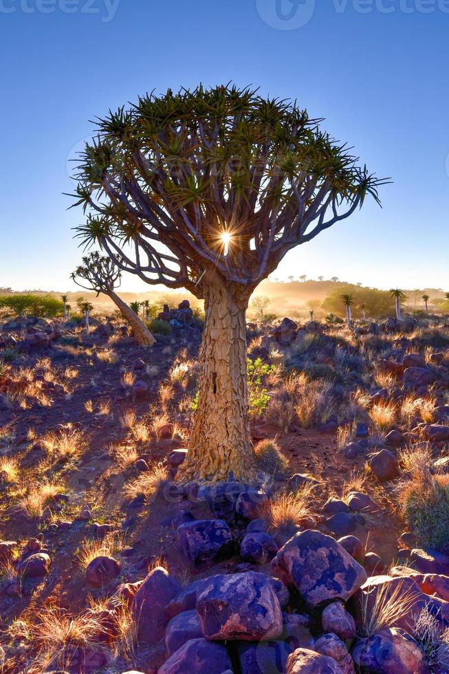 bosque de árboles carcaj - nambia foto