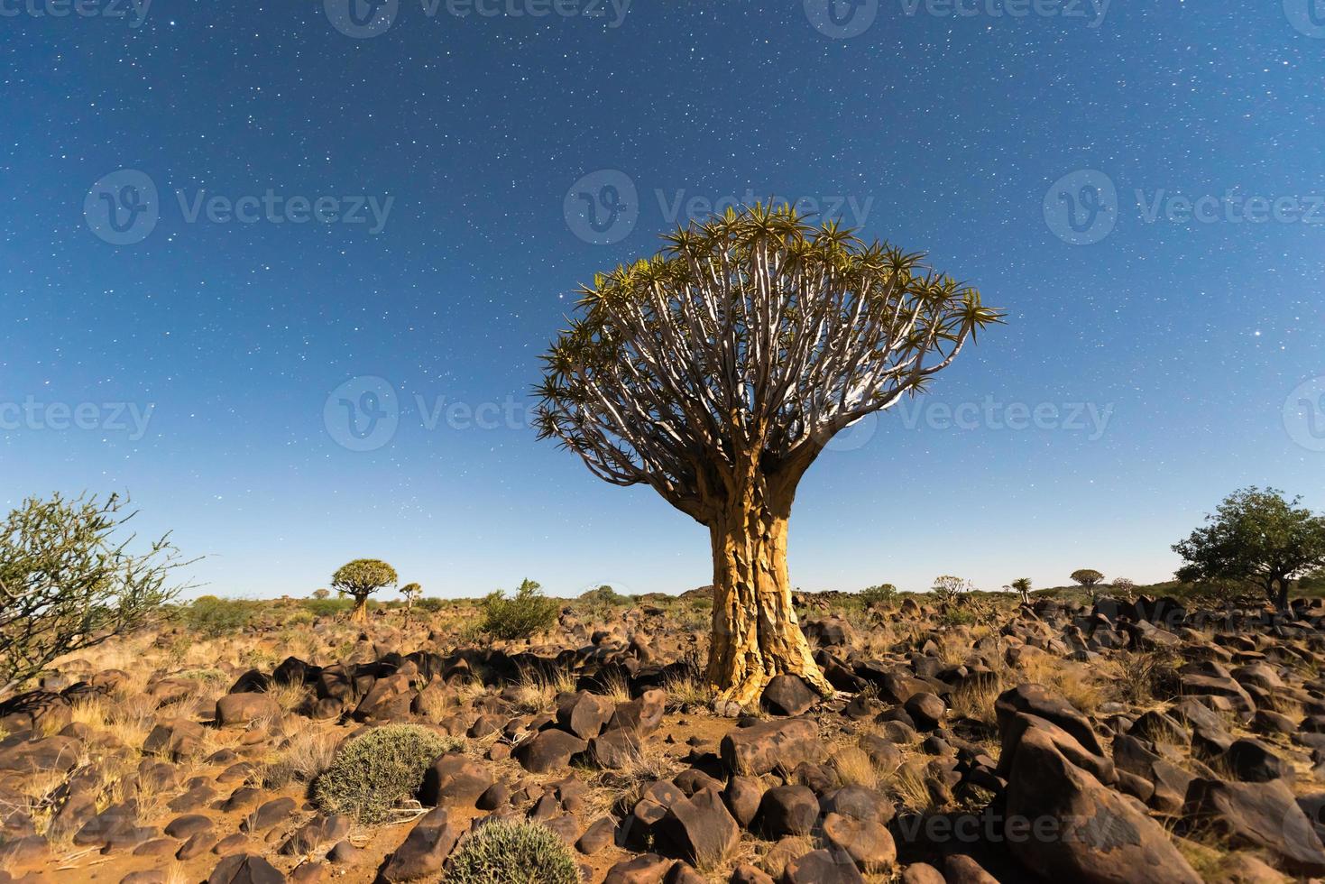 bosque de árboles carcaj - nambia foto