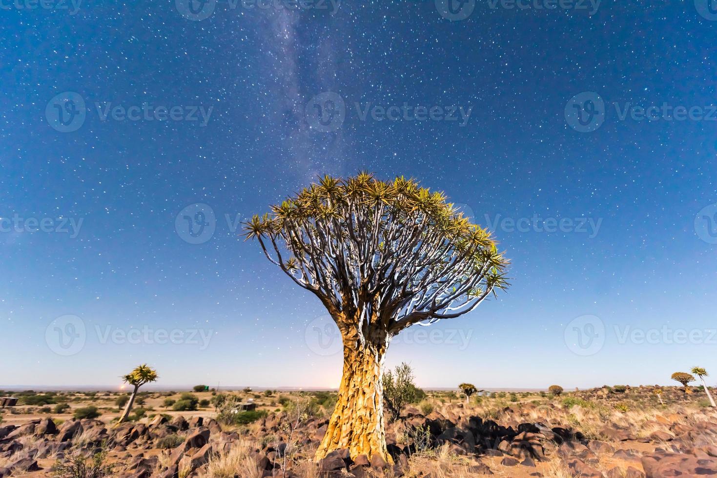 Quiver Tree Forest - Nambia photo