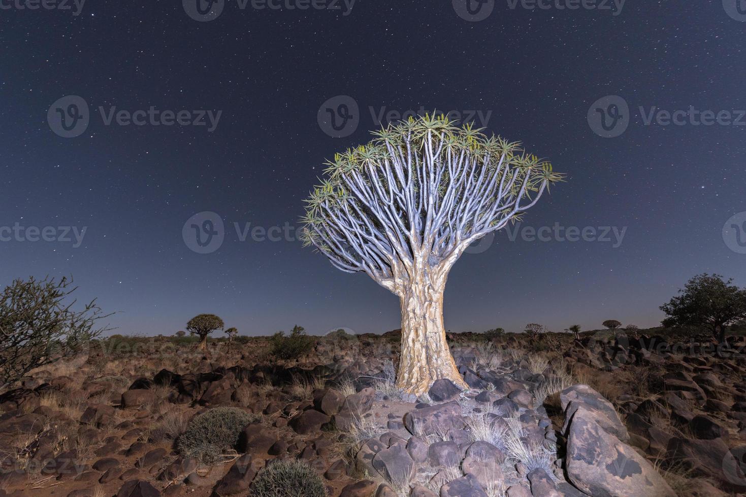 Quiver Tree Forest - Nambia photo