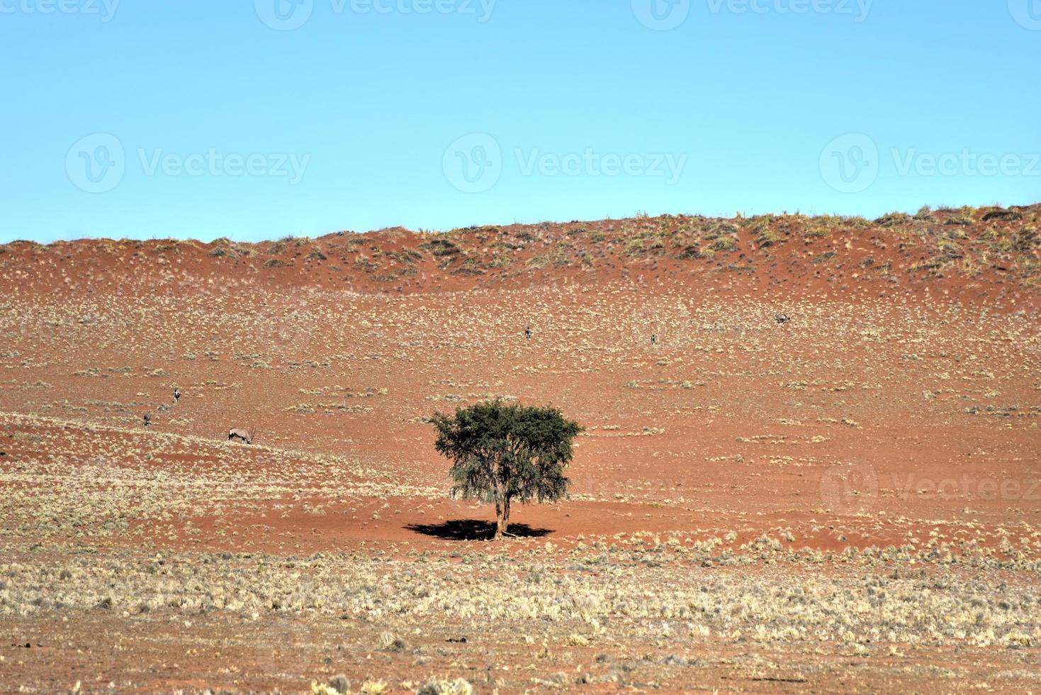 paisaje desértico - namibrand, namibia foto