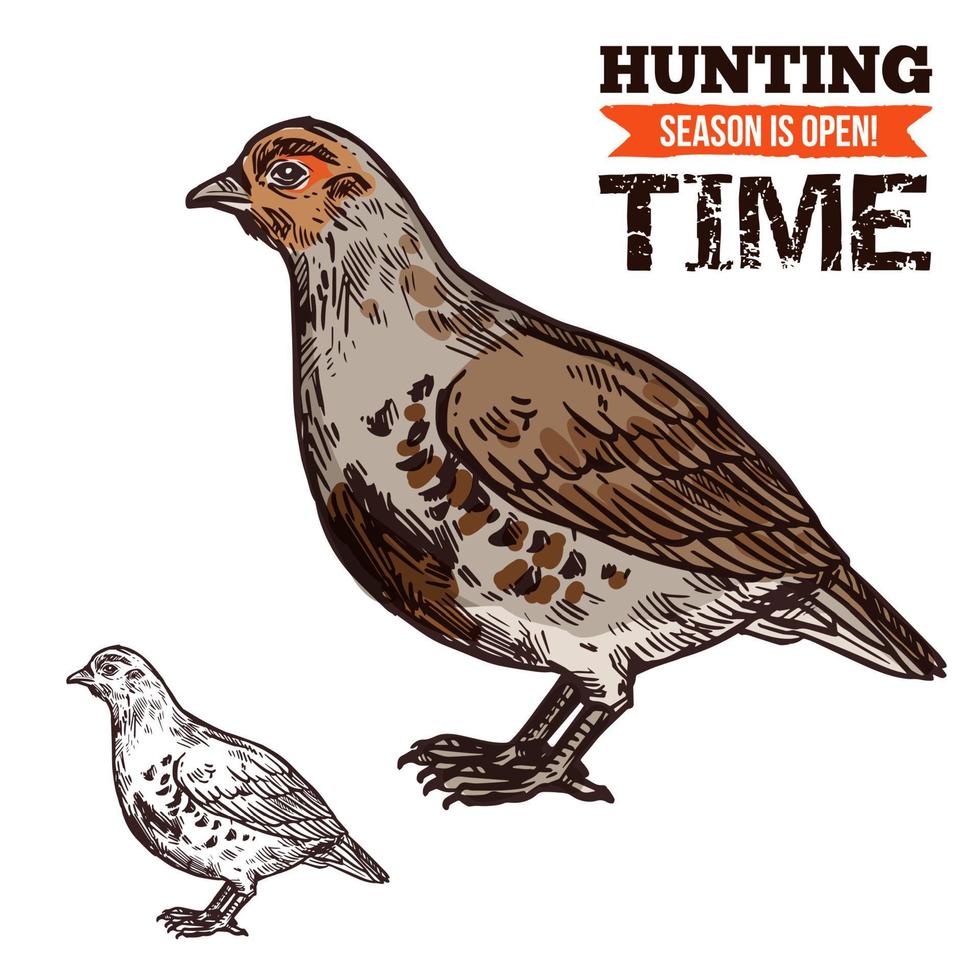 Grouse wild forest bird, hunting season prey vector