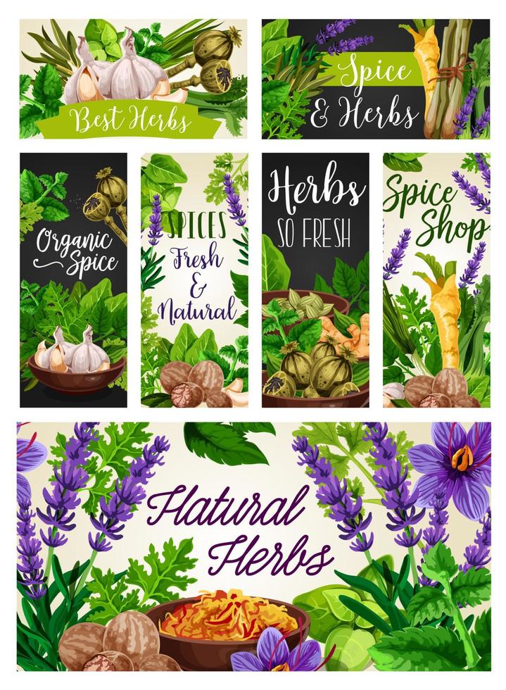 Spices and herbs, cooking seasonings, condiments vector