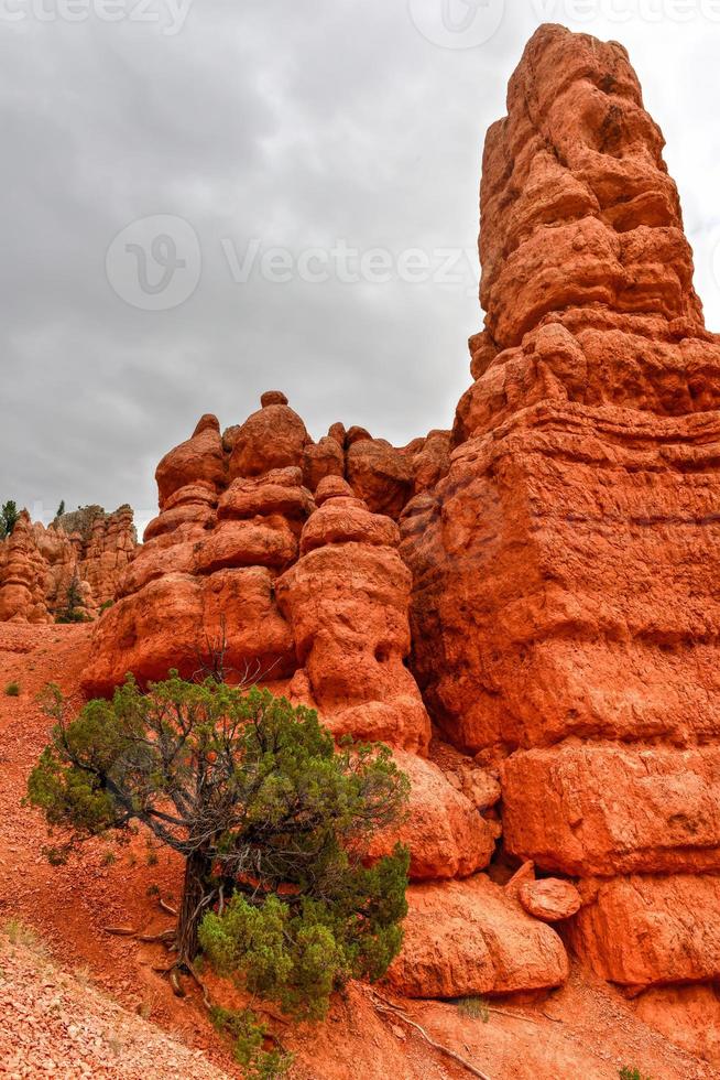 cañón rojo en el bosque nacional dixie en utah, estados unidos. foto