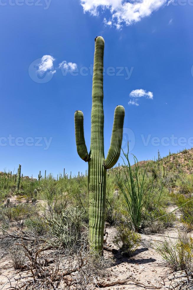 cactus masivo en el parque nacional saguaro en arizona. foto