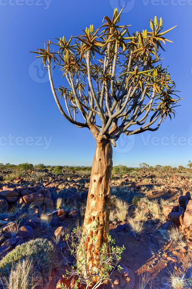 Quiver Tree Forest - Nambia photo