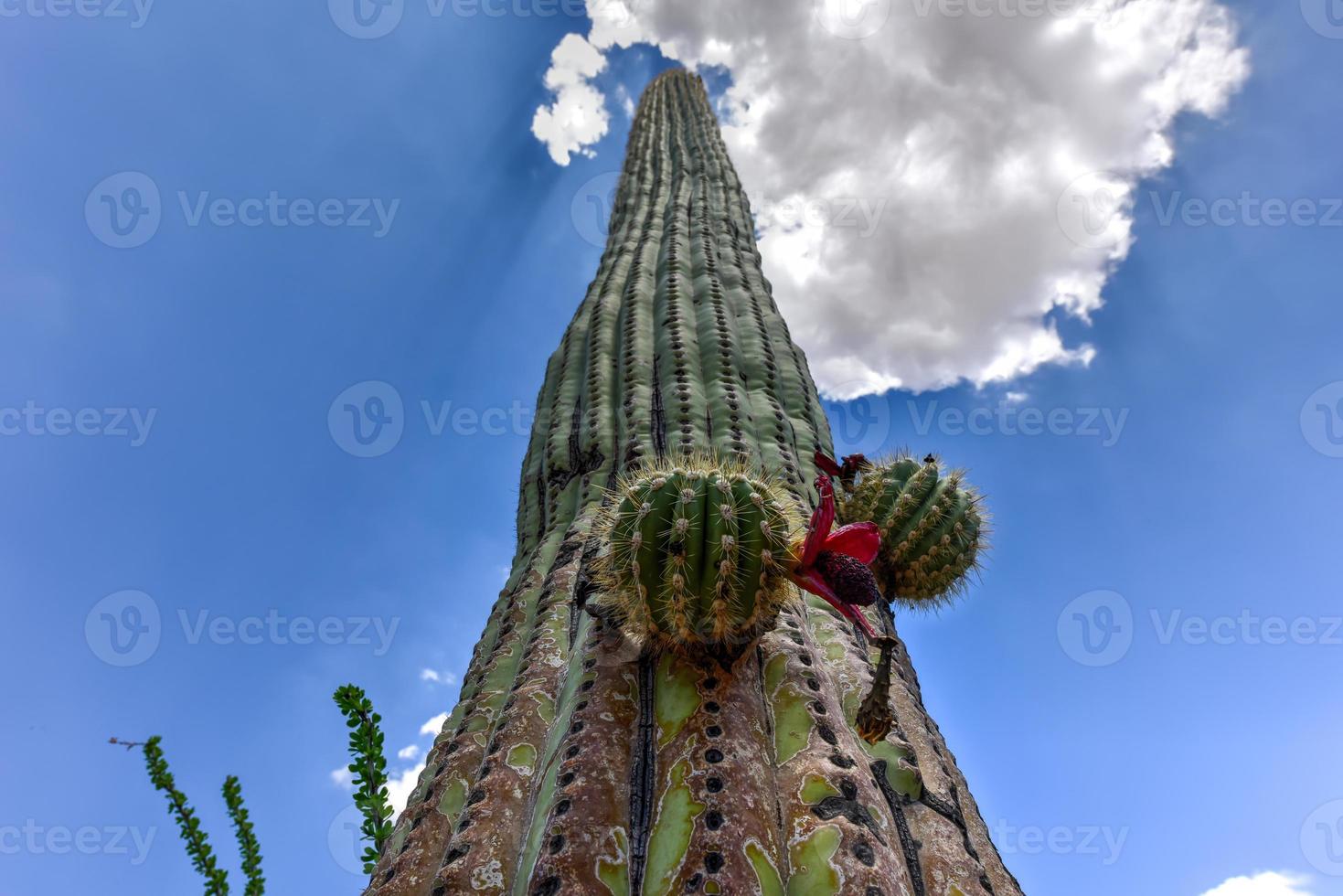 Massive cactus at Saguaro National Park in Arizona. photo