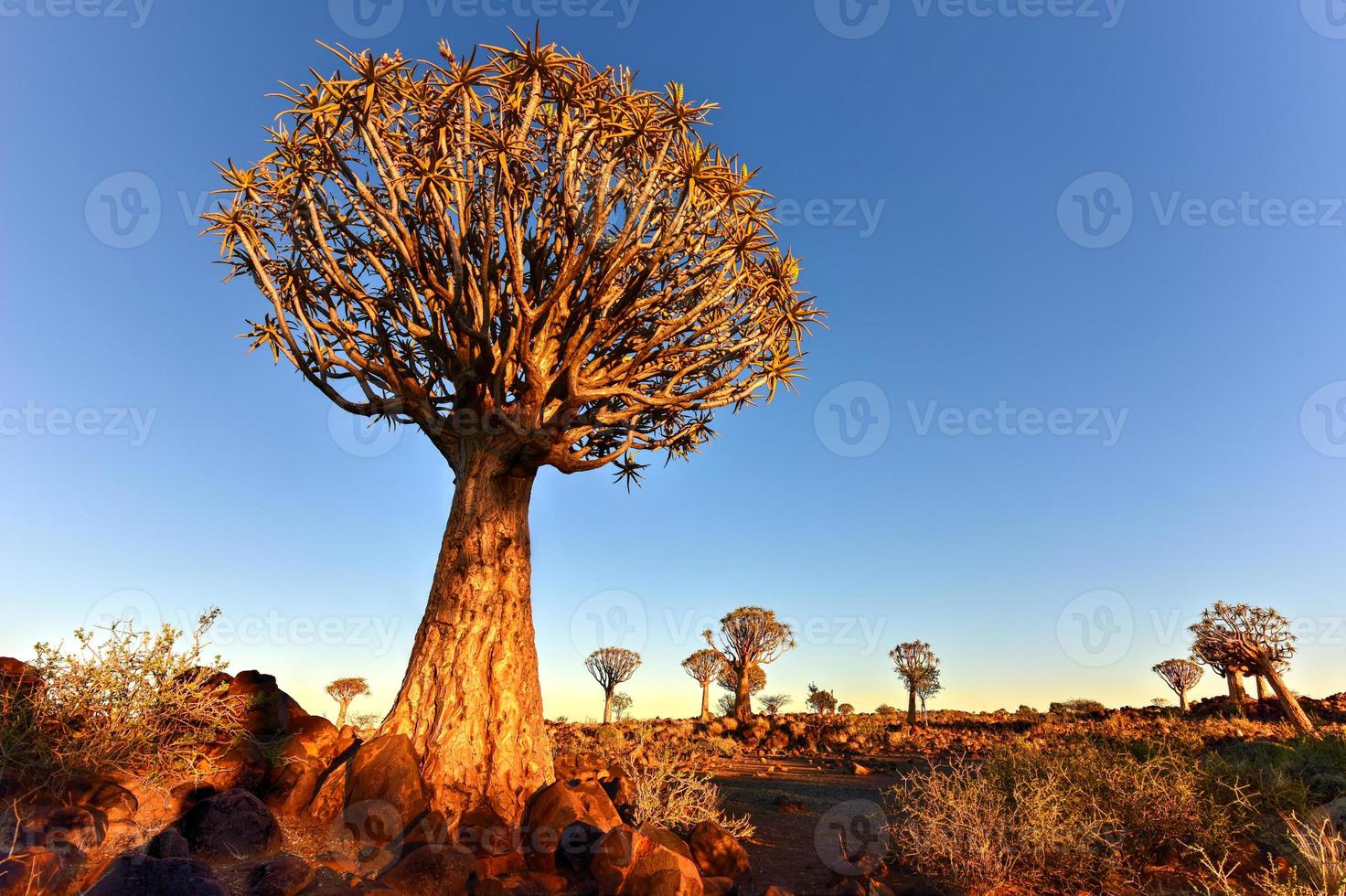 Quiver Tree Forest - Nambia photo