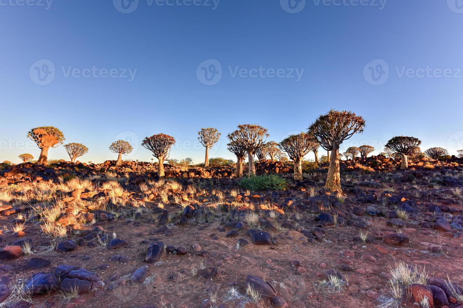 Quiver Tree Forest - Nambia photo